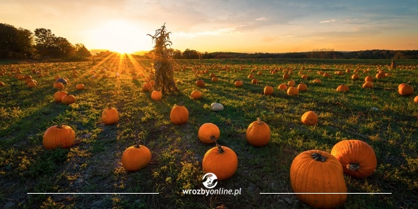 Właściwości zdrowotne i magiczne dyni