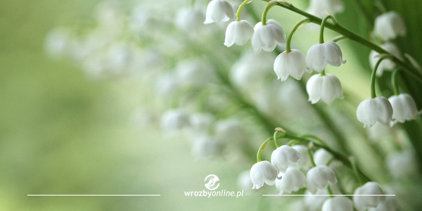 CONVALLARIA MAJALIS - Konwalia Majowa