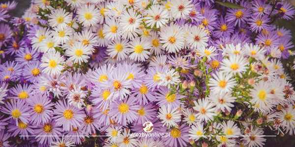 Magiczny aster