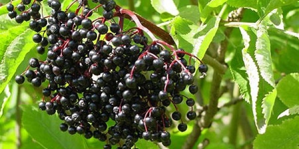 Czarny bez