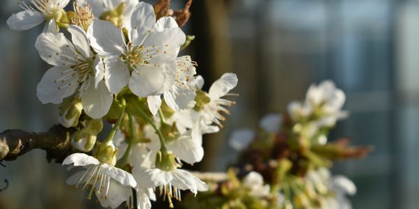 Wiosenne oczyszczanie – zadbaj o swoją aurę