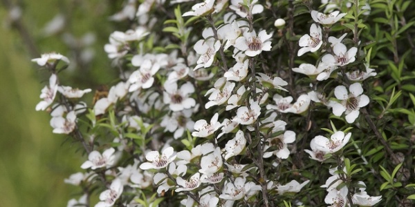 Manuka
