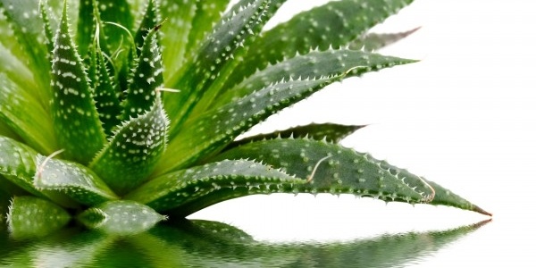 Aloes