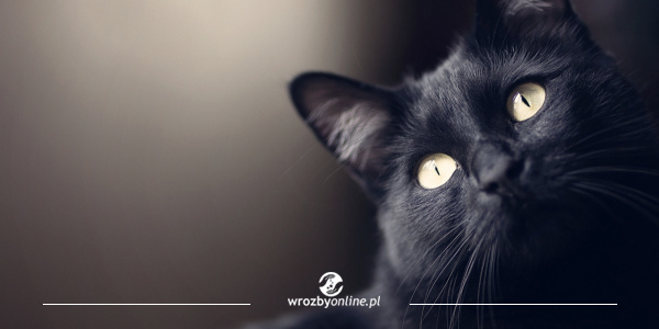 Międzynarodowy Dzień Czarnego Kota
