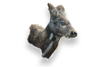 Piżmo