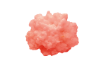 Koral