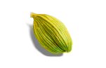 Kardamon