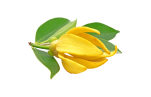 Ylang ylang