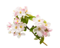 Jabłoń