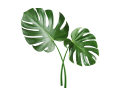 Monstera