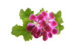 Geranium