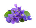 Fiołek