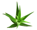 Aloes
