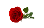 Róża