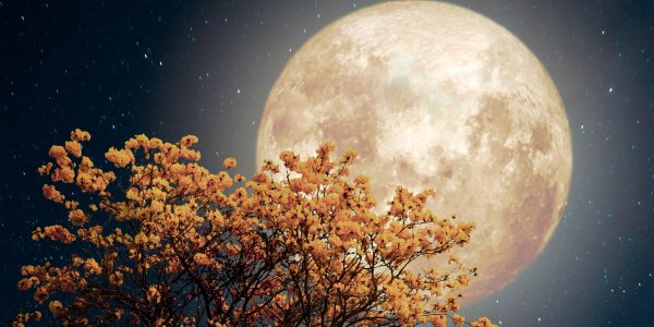 Pełnia Kwiatowego Księżyca 2022 roku, czyli majowa pełnia Księżyca
