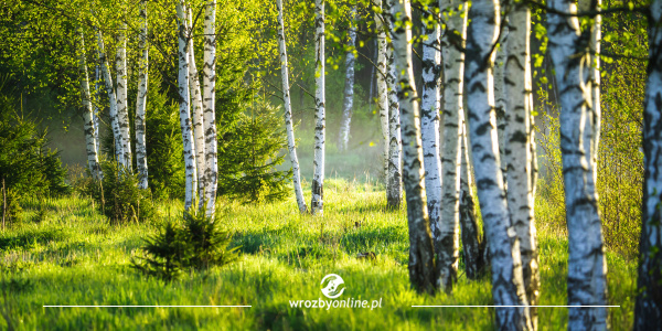 Horoskop celtycki tygodniowy 09.08.21 - 15.08.21