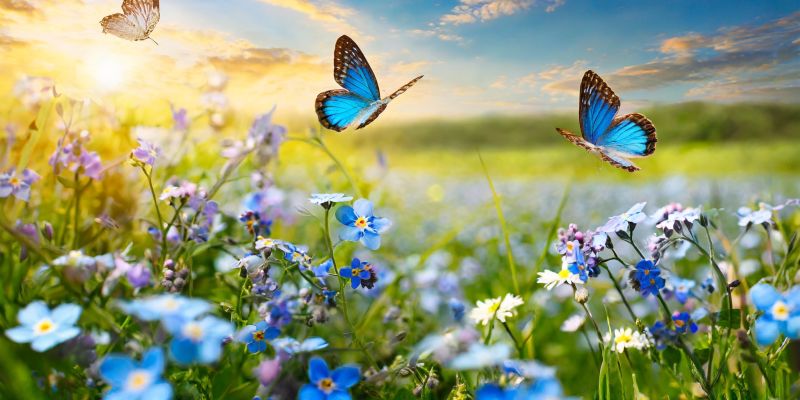 Miłość jak motyle