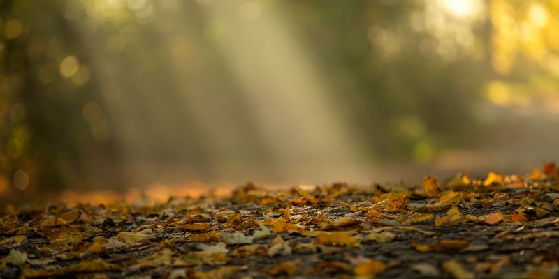 Jesienny Rytuał  Wdzięczności 2026 roku
